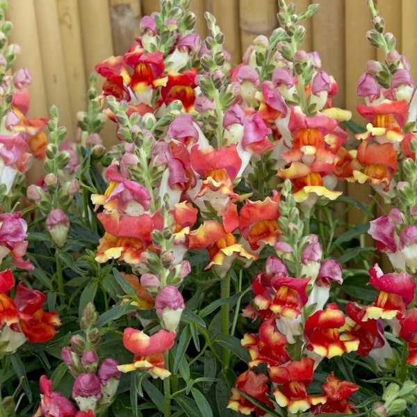 200/1000 Rembrandt Snapdragon Garden Flower Seeds*Heirloom Golden Yellow & Orange Plant*Antirrhinum majus*Garten-Löwenmaul*Saatgut*FLAT SH