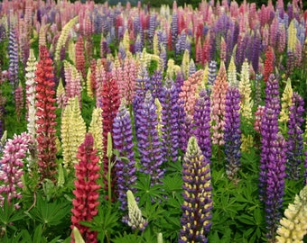 50/270 Lupine Russell Giant's Mix Seeds*Lupinus polyphyllus Perennial Plant*Vivid Blue/Pink/Red/White/Purple Flower Spike*Cut Flower Gardens
