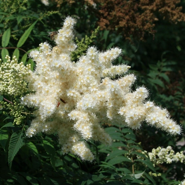 50/200 graines de fausse spirée Sorbaria de l'Oural*Fleurs blanches en grappes atteignant 25 cm (10 po.) de long*Feuillage élégant *Arbuste à fleurs*Sorbaria sorbifolia*