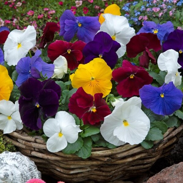 100/500 Pansy Seeds Ariana Mix*Blotchless Large Flowers up to 4 in*Containers*Viola wittrockiana*Small Space Gardens*Shade Plants*FLAT SHIP