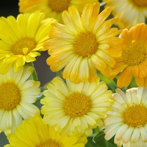 May include: A bouquet of yellow and orange calendula flowers with a green stem and leaves.