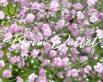 360/1440 Gysophila Pink Baby&#39;s Breath Garden Seeds*Filler in Flower Arrangements*Drought Tolerant Plant*Gypsophila elegans Rosea*FLAT SH