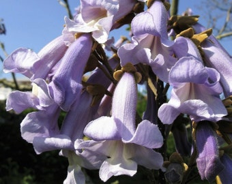 50 semillas de Paulownia Princess*Árbol emperatriz/dedalera*Aroma a vainilla*Uno de los árboles de crecimiento más rápido del mundo*Paulownia tomentosa*