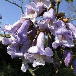 50 Sementes de Paulownia Princess Tree*Árvore Imperatriz/Dedaleira*Aroma de Baunilha*Uma das Árvores de Crescimento Mais Rápido do Mundo*Paulownia tomentosa*