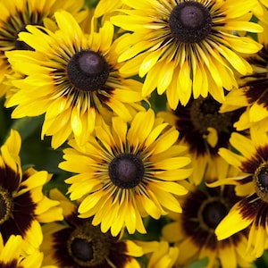 200/1000 nasion czarnej Susan SPUTNIK*Gloriosa Daisy*Rudbeckia hirta/gloriosa*3 cale (7 cm) kwiaty przypominające stokrotki*kwiaty cięte*FLAT SHIP