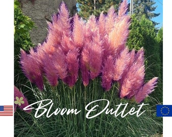 Pampas Grass Pink Plumes, Cortaderia selloana Rosea, Handmade Perennial Plant Gift
