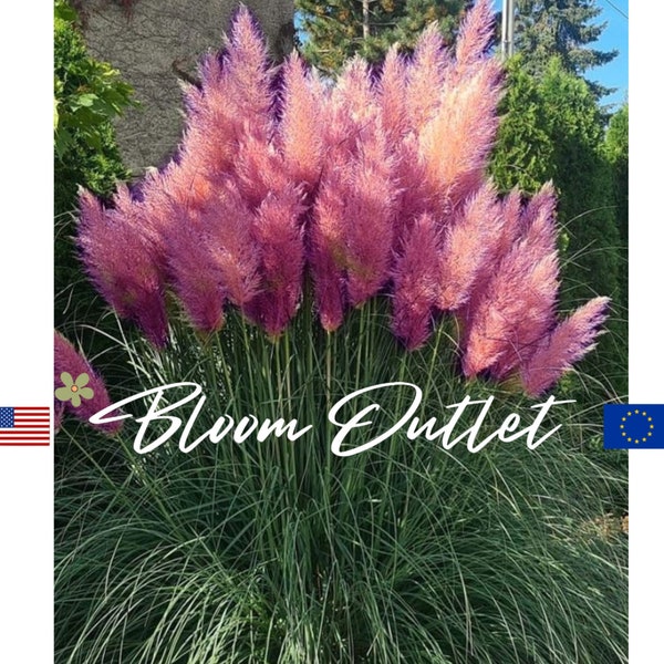 Pampas Grass Pink Plumes, Cortaderia selloana Rosea, Handmade Perennial Plant Gift