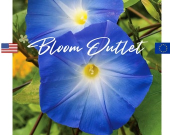 Morning Glory Seeds HEAVENLY BLUE Vine Seeds, Ipomoea tricolor, Annual Plants, Blue/Turquoise 3-4 in/7-10 cm Flowers*Arbor/Lattice