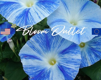 Morning Glory Seeds FLYING SAUCERS Garden Seeds for Planting, Ipomoea tricolor, 5 in/12 cm Celestial Sky Blue Flowers with White Streak