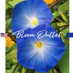 25/100/500 Morning Glory Heavenly Blue Vine Seeds*Ipomoea tricolor Plants*Eye Catching Blue/Turquoise 3-4 in/7-10 cm Flowers*Arbor/Lattice