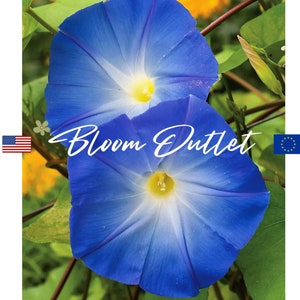 Puede incluir: Dos flores azules de gloria de la mañana con centros blancos y polen amarillo. Las flores crecen en una vid con hojas verdes. El texto "Bloom Outlet" está escrito en cursiva blanca sobre las flores.