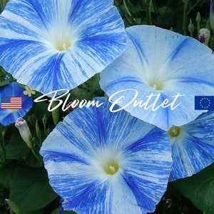 25/150/600 Morning Glory Flying Saucers Garden Seeds*Ipomoea tricolor*5 in/12 cm Celestial Sky Blue Flowers with White Streak*Pinwheel Motif