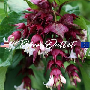 25/100 Leycesteria Himalaya Geissblatt Pflanzensamen*AGM*Fasan Beere*Meise Beeren*Weiss Rot 6 in/15 cm Blumen*Leycesteria formosa*