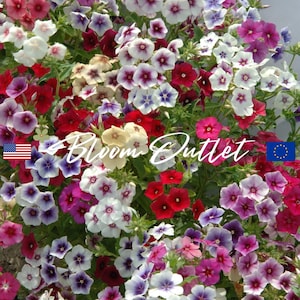 50/200 Phlox Grandiflora Tapestry Mix Garden Seeds*Drummond&#39;s Phlox*Fleuroselect Quality Mark*Phlox drummondii Flowers*Annual Plant Seeds*