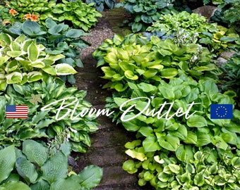 20 Hosta American Hybrids Mix Plantain Lily Garden Seeds*Hosta elata x fortunei x sieboldiana*Foliage Plant*Perennial Groundcover*FLAT SHIP