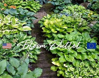 20 Hosta Amerikaanse hybriden mix weegbree lelie tuinzaden * Hosta elata x fortunei x sieboldiana * Bladplant * Vaste plant bodembedekker * FLAT SHIP