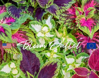Coleus Seeds 50/400 RAINBOW MIX IMPROVED Shade House Plant Green Yellow-Green Purple Red Bicolored Painted Nettle
