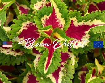 50 Coleus Wizard Rose Garden Seeds*Houseplants*Indoor/Outdoor Flowers*Shade Gardens*Container Plantings*Low Maintenance*Solenostemon