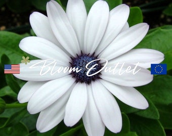 25 Osteospermum Sky and Ice*African Daisy*Striking White Flowers w/Deep Purple and Blue Eyes*Osteospermum ecklonis*Pots*Cut Flowers*Bedding*