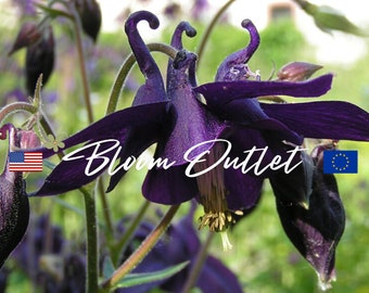 Dark Columbine Seeds 25 | Aquilegia atrata | Black Purple Yellow Flowers | Shade Perennial | Rock Garden Plant | Garden Seeds