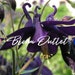 see more listings in the Perennial Biennial Seeds section