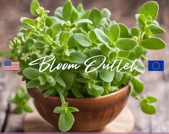 Semillas de orégano, semillas de hierbas, Origanum vulgare, semillas de plantas herbáceas perennes para jardín, flores comestibles aromáticas