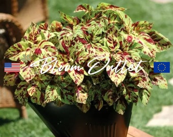 50 Coleus Wizard Mosaic Garden Seeds*Houseplants*Indoor/Outdoor Flowers*Shade Gardens*Container Plantings*Low Maintenance*Solenostemon
