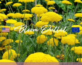 2000 Semillas de milenrama de hoja de helecho, tela de oro*Variedad Parker*Achillea filipendulina*Perenne de floración del primer año*Flores amarillas de 10 cm/4 pulgadas*SH PLANA