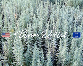 50/200/500 アルテミシア プレーリー セージ シード*ホワイト セージ