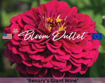 25 Double Zinnia Seeds BENARYS GIANT WINE Flower Plant Garden Seeds Fully Double Huge 6 in Flowers Drought & Heat Tolerant