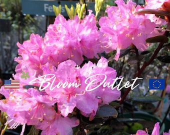 Rhododendron Seeds CAROLINA AZALEA Laurel Garden Seeds for Planting*Rhododendron minus Carolinianum, Fragrant dark to pale pink flowers