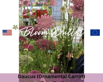 100 Daucus Dara RED Gartensamen* Wilde Möhre* Blumensamen* große 7-12 cm rot bis rosa Blumen* Daucus carota*