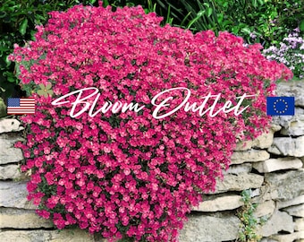 Red Rock Cress Seeds ROYAL CASCADE Aubrieta Garden Seeds*Rockcress*Aubrieta cultorum*AGM Award*Perennial Groundcover*Rock/Alpine Gardens*