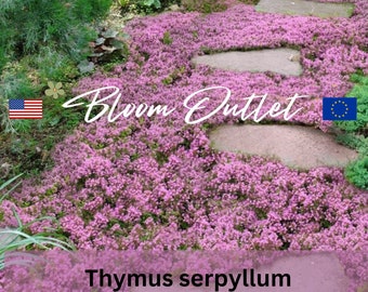 Más de 1000 semillas de cobertura del suelo de tomillo rastrero*Thymus serpyllum*Tomillo Breckland*Tomillo silvestre*Madre de tomillo*Cubierta del suelo rosa intenso*Hojas fragantes*