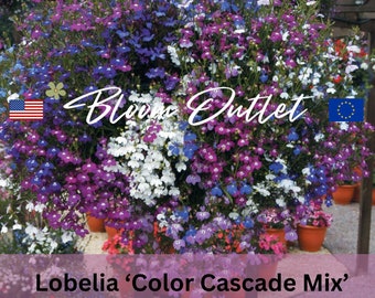 2000 Lobelia Color Cascade Mix Garden Seeds*Trailing Cascading*Blue/Lilac/Mauve/Purple/Red/Rose Flowers*Hanging Basket*Lobelia pendula