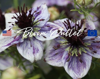 100/500 Nigella Delft Blue Garden Seeds*Love in a Mist*Watercolor Blue White Plants*Excellent Cut Flower*Nigella papillosa/hispanica