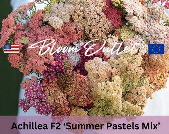 100/500 Milenrama F2 Summer Pastels Mix Semillas de Jardín *Achillea millefolium*Ganadora AAS*Perenne de Floración del Primer Año*Excelente Flor de Corte*ENVÍO PLANO