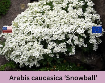 1000 semi di crescione da muro di palle di neve * Rockcress * Fiore bianco puro * Copertura del terreno perenne sempreverde profumata * Resistente alla siccità * Arabis caucasica