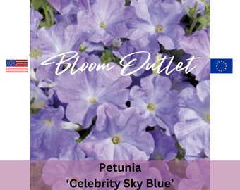 50 nasion petunii CELEBRITY SKY BLUE Nasiona roślin ogrodowych o wyjątkowej odporności na deszcz