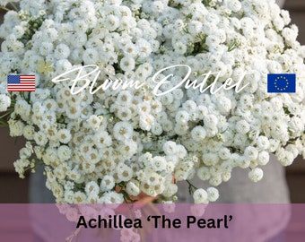 500 semillas de milenrama perla * Hierba del estornudo * Hierba del estornudo * Achillea ptarmica * Primer año de floración * Flores blancas semidobles a dobles * Cortadas/secas * ENVÍO PLANO