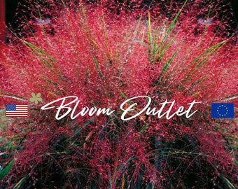 25/100 Purple Love Grass Seeds*Eragrostis spectabilis*Vibrant Rose/Purplish/Red*Perennial Ornamental Grass Seeds*Drought Tolerant*FLAT SHIP