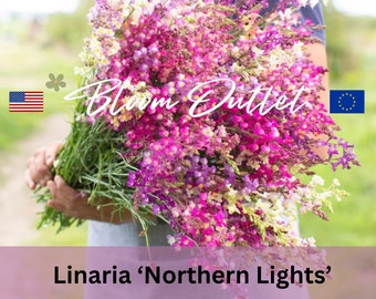 1000 Linaria Gartensamen*Nordlichter*Leinkraut*Baby Löwenmäulchen*AAS Award*Weiß/Rose/Flieder/Gelb/Orange einjährige Blumen*FLACHSCHIFF