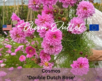 50 Cosmos Double Dutch Rose Garden Seeds * Halfdubbele/dubbele/zeeschelpbloemen * Cosmos bipinnatus * Snijbloem * Pot * Landschapsplant * Gemakkelijk te kweken