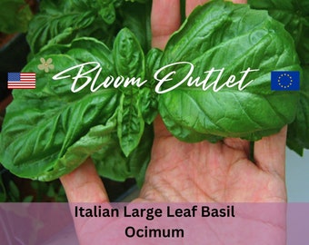 Basilikum Samen ITALIAN LARGE LEAF Sweet Slow Bolting Blumen Gartenpflanzen Kräuter Kräutersamen Non GMO