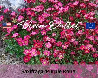 250 semillas de saxífraga púrpura (saxifraga musgosa) para jardinería. Planta perenne de hoja perenne. Flores rojo carmín. Jardines de rocalla y sombra. Cobertura vegetal. Macetas.
