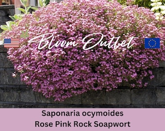 500 Rose Pink Rock Soapwort Flower Plants Garden Seeds Saponaria Perennial Seeds Graines de Fleur Semi