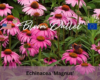 150/600 Echinacea Magnus Coneflower Seeds*Large 5 in/12 cm Reddish Pink Flowers*Non drooping Petals*1st Yr Flowering Perennial*FLAT RATE SH