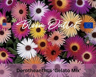 500 graines de plante de glace GELATO MIX graines de jardin de fleurs de plante de glace Livingstone Daisy Dorotheanthus Mesembryanthemum