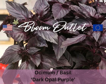 Basil Seeds DARK OPAL PURPLE Herb Garden Plant Seeds Herbal Ocimum Semi Zaden