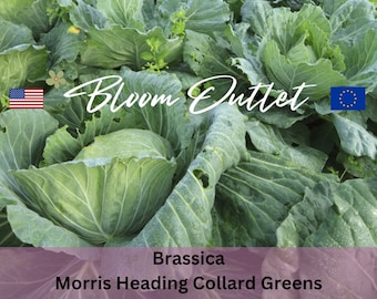 Puede incluir: Un campo de coles verdes Morris Heading, un tipo de Brassica. Las plantas crecen en hileras y tienen grandes cabezas frondosas. La imagen incluye el texto "Bloom Outlet" y banderas de los Estados Unidos y la Unión Europea.